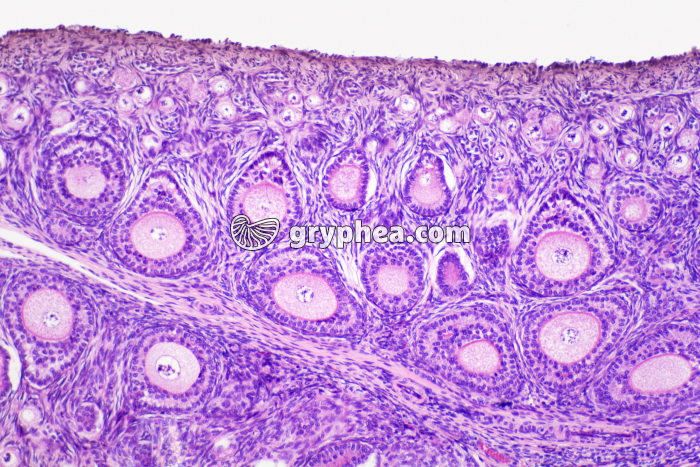 Ovaire pré-pubertaire Lapine x40 - gryphea.com
